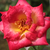 Galben-roșu - Trandafir pentru straturi Grandiflora - Floribunda - Dick Clark